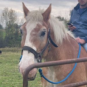 Meet your Posher, Deforest